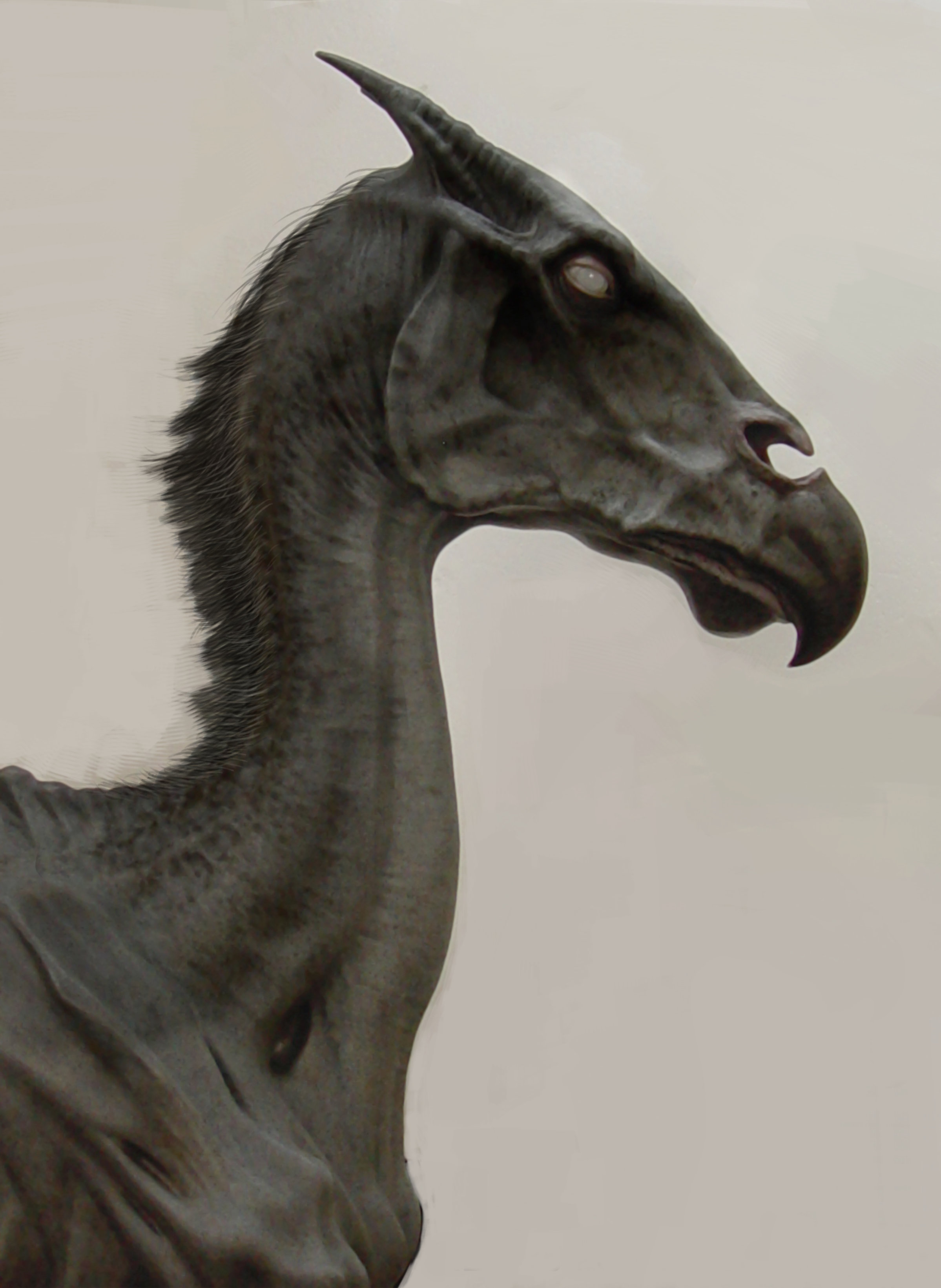 Thestra, skeletal looking black horse, facing right.